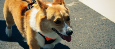 banner-img