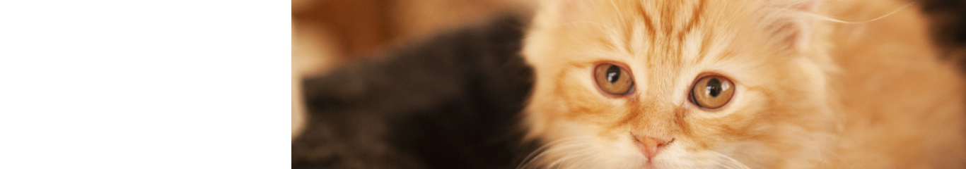 banner-img