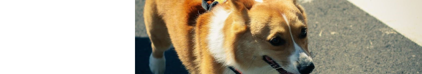 banner-img