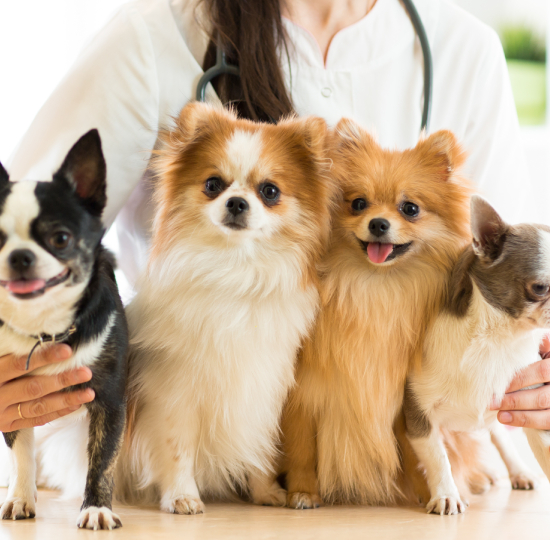 Veterinary Clinic in Dhabi | Amity Veterinary Clinic